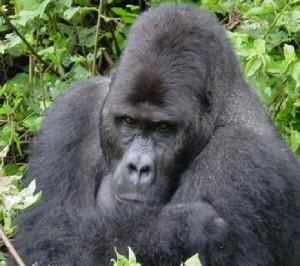 Travel_picture-democratic_republic_of_congo.jpg